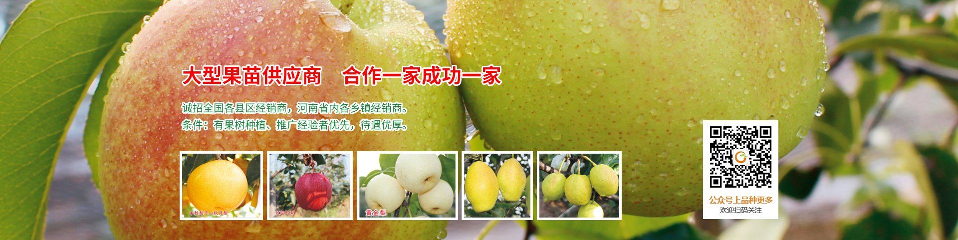 安陽(yáng)市鄭農(nóng)果苗種植專(zhuān)業(yè)合作社