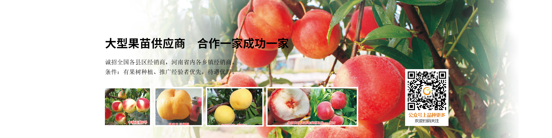 安陽(yáng)市鄭農(nóng)果苗種植專(zhuān)業(yè)合作社