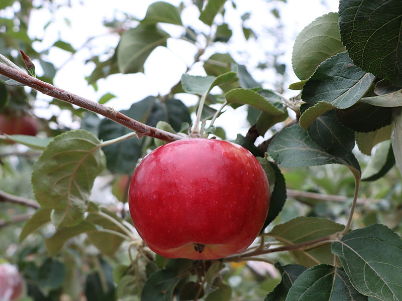 特早蜜脆 (3).JPG