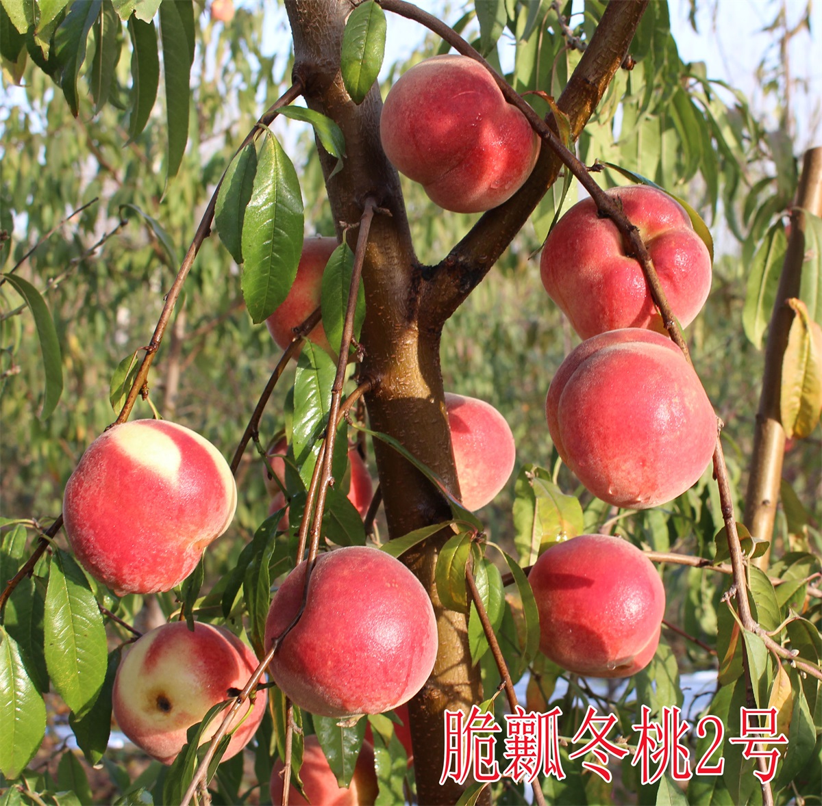 脆瓤冬桃2號 (3)