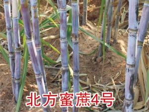 北方蜜蔗4號