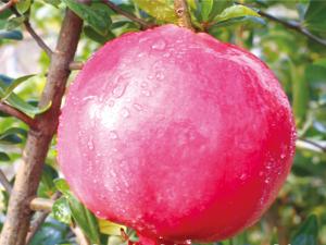 中農(nóng)紅軟籽石榴