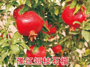 豫紅短枝石榴