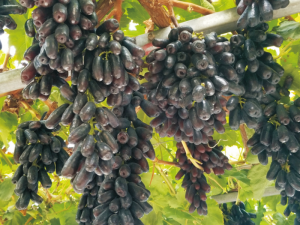 甜蜜藍寶石葡萄