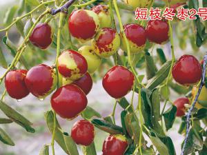 短枝冬棗2號