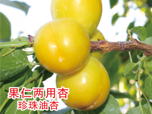 果仁兩用杏珍珠油杏
