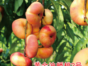 黃金油蟠桃2號