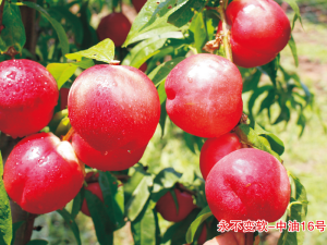 永不變軟-新中油16號