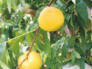 永不變軟-新中油19號(hào)