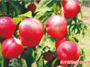 永不變軟-中油16號