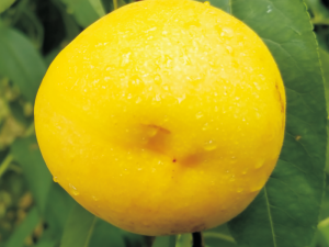 中油21姊妹系品種