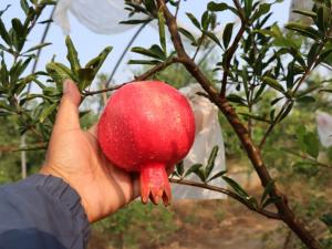 鄭果紅1號(hào)軟籽石榴（抗凍）
