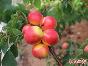 豐園紅杏