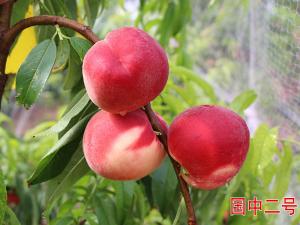 國(guó)中二號(hào)