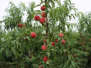 中桃14號豐產(chǎn)狀