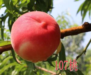 107桃