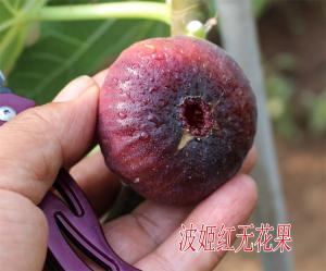 波姬紅無花果