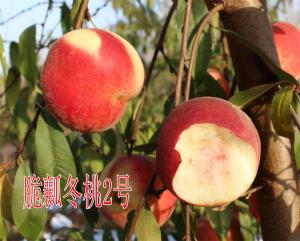 脆瓤冬桃2號