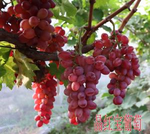 晶紅寶葡萄