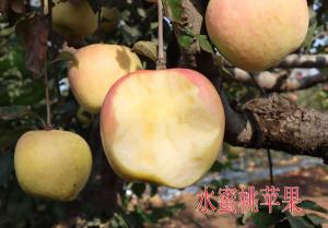 水蜜桃蘋果