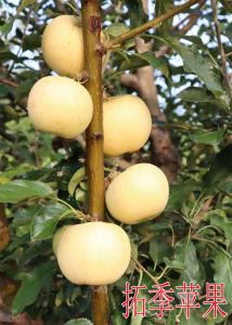 拓季蘋果